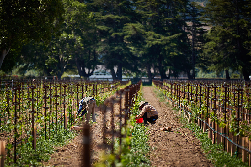 Workers tending the River Edge Farm vineyard