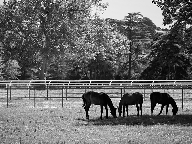 Horses grazing